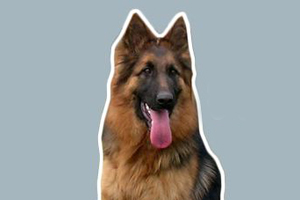 德國(guó)牧羊犬怎么養(yǎng)