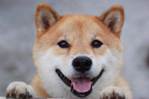 柴犬掉毛厲害怎么解決