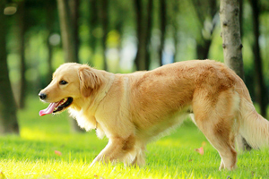 金毛缺鈣吃什么補鈣