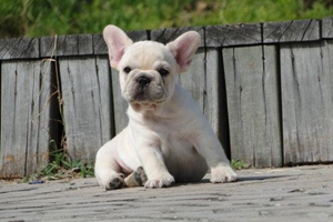 法斗的耳朵不立怎么辦