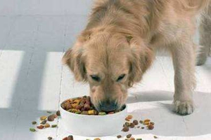 小狗不吃狗糧怎么辦