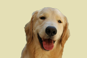 金毛喂什么零食