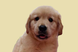 金毛幼犬可以吃什么零食