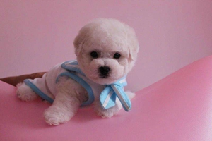 比熊狗怎么去淚痕