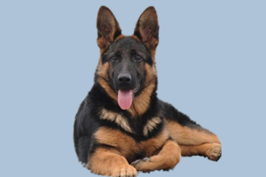 德牧吃什么長的胖