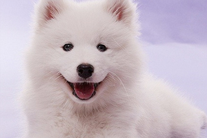 薩摩耶吃什么養(yǎng)毛發(fā)