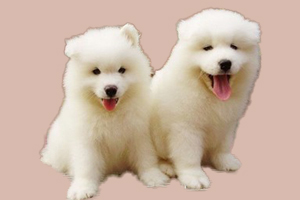 薩摩耶幼犬如何喂