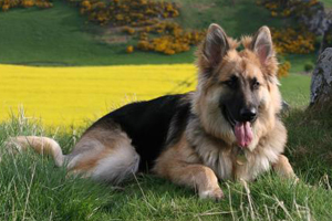 德國(guó)牧羊犬吃什么好