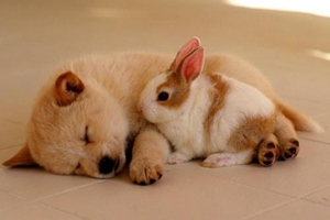 怎么緩解狗狗不安