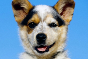 狗狗吃什么長(zhǎng)毛快