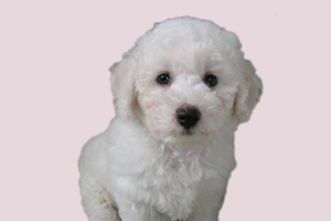 比熊什么時候剪尾巴