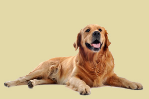 金毛喂什么食物長的快