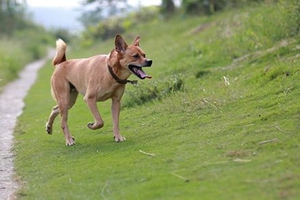 土狗怎么喂養(yǎng)