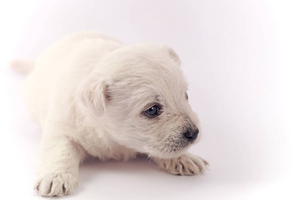 怎么給比熊掏耳朵