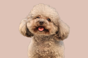 貴賓幼犬怎么養(yǎng)