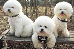 比熊不解大便怎么辦