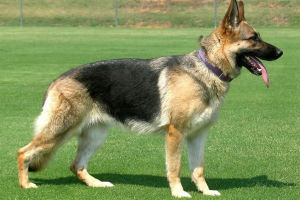 德國牧羊犬幼犬吃什么