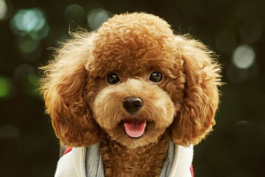 泰迪貴賓犬怎么養(yǎng)