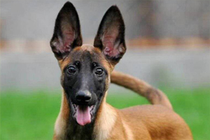 馬犬吃什么毛亮有光澤