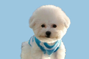 比熊犬可以吃什么水果