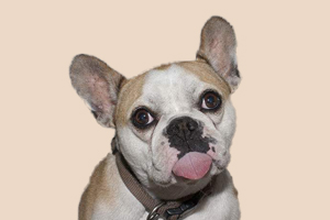 法斗不吃東西怎么辦