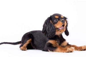 剛帶回家的狗狗怎么養(yǎng)