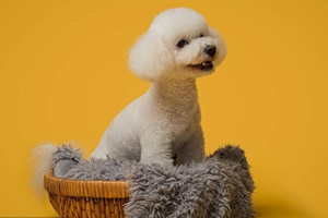 比熊狗怎么喂養(yǎng)