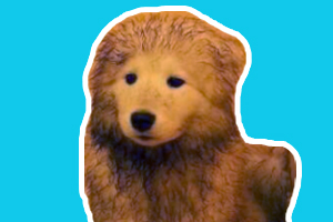 薩摩耶的毛發(fā)黃怎么辦