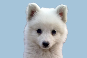 小狐貍狗吃什么