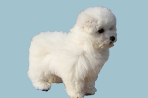 比熊狗吃什么毛色好