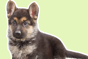 小德牧怎么養(yǎng)