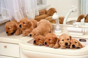 剛帶回家的狗狗要注意什么