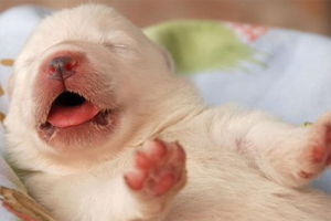 小狗狗吃什么好