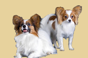 蝴蝶犬吃什么食物