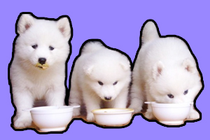 薩摩耶不吃東西什么原因