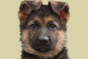 德牧吃什么長的壯