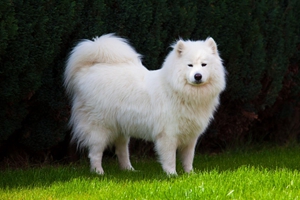 薩摩耶犬不能吃什么