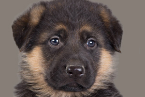 德牧幼犬怎么喂