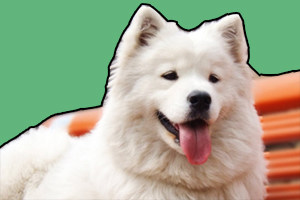 薩摩耶毛發(fā)稀少怎么辦