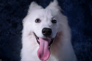 薩摩耶吃什么對毛發(fā)好