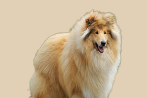 蘇格蘭牧羊犬能吃什么