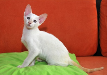 重點(diǎn)色短毛貓