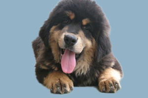 藏獒飼養(yǎng)方法