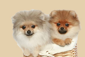 迷你博美犬吃什么