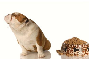 狗狗夏天不愛吃飯怎么辦