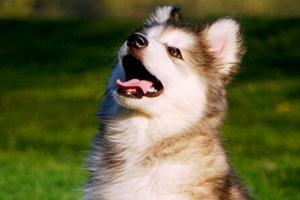 阿拉斯加犬幼犬怎么養(yǎng)