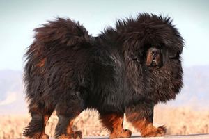 藏獒要怎么喂養(yǎng)