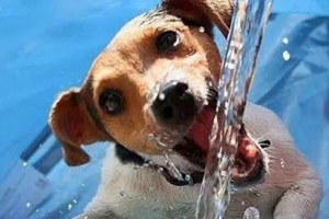 天熱狗狗怎么降溫