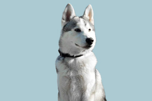 哈士奇吃什么食物補(bǔ)鈣