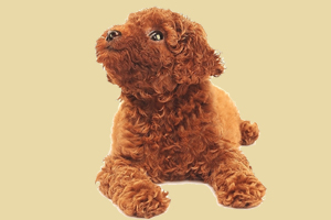 成年泰迪犬怎么養(yǎng)